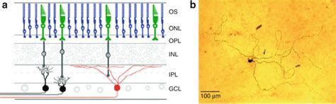 10 Intrinsically photosensitive retinal ganglion cells. Historically,... | Download Scientific ...