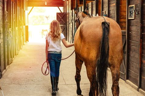 Horse Grooming Kit Checklist: Everything You Need