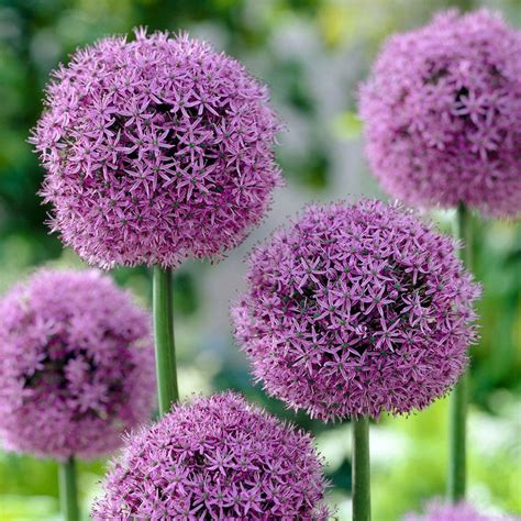 Bloomsz Allium Globe Master Flower Bulb-07480 - The Home Depot