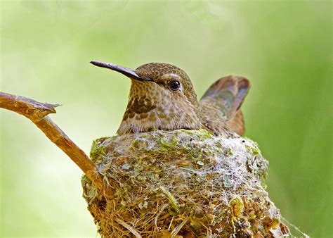 Hummingbird Nests: Everything You Never Knew