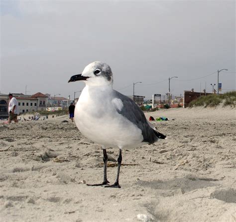 Sea gull Free Photo Download | FreeImages