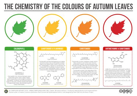 A Helpful Chart That Explains the Chemicals That Give Autumn Leaves Their Color