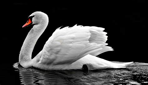 10,000+ Free Swan & Bird Images - Pixabay