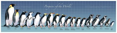 Penguin Size Comparison | Science | Pinterest | Penguins, Birds and Arctic animals