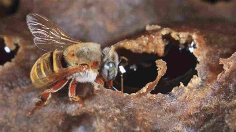 Mexico's Endangered Stingless Bees Mysteriously Find A Sweeter Home In ...