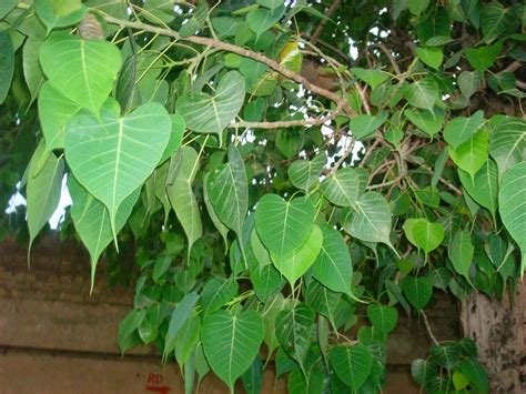 10 Ayurvedic Use of Peepal Tree - Ayurveda Upay