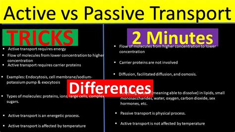 What Are The Two Main Differences Between Passive And Active Transport - Free Word Template