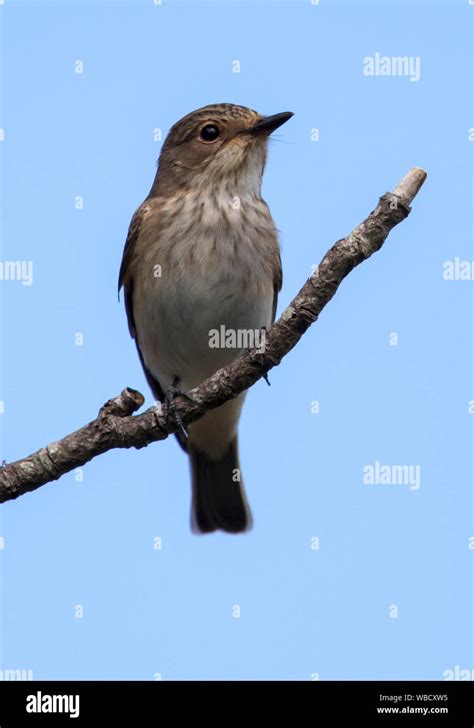 Spotted Flycatcher part of a family group on migration through the Cotswold Hills Stock Photo ...