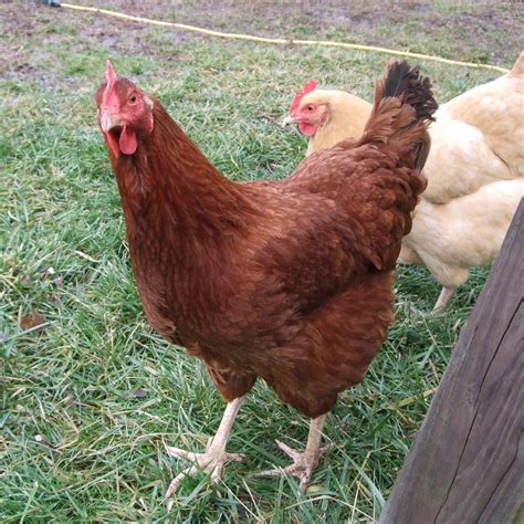 Pam's Backyard Chickens: Breed Profile - New Hampshire Red