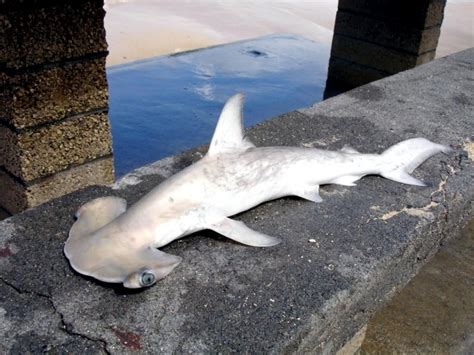 Scalloped Hammerhead Shark – "OCEAN TREASURES" Memorial Library