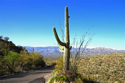 Saguaro East National Park