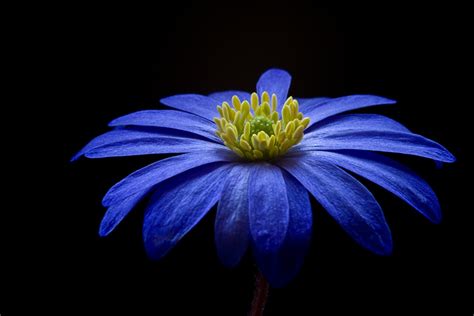 Wallpaper Balkan Anemone blanda flower Closeup Blue Black