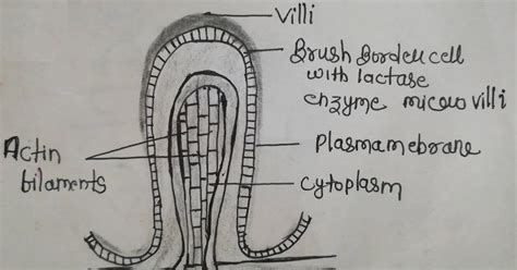 Microvilli - Definition, Structure and Function