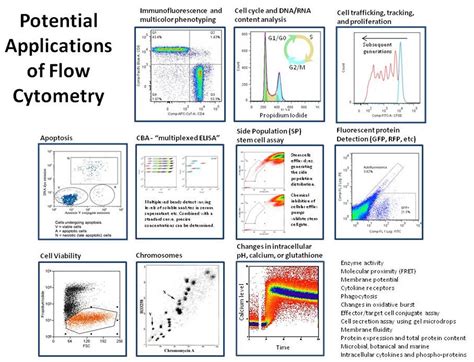 Centrifugal elutriation and flow cytometry