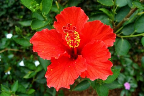 Hibiscus rosa-sinensis (Tropical hibiscus, Rose of China or Hawaiian ...