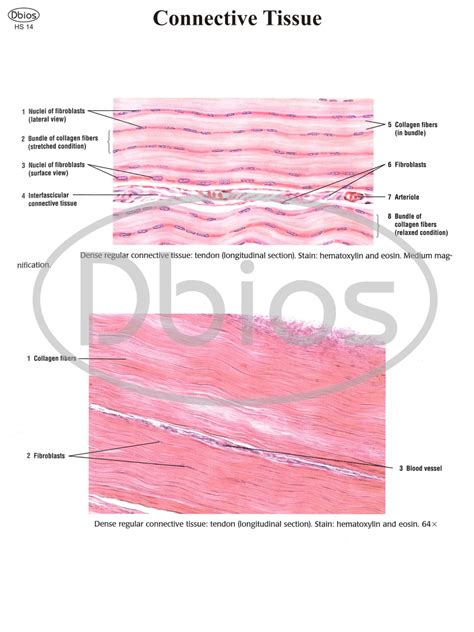 Histology Charts – For Classes, Not Masses