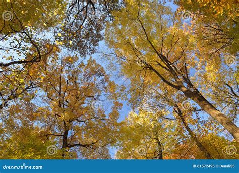 Canopy of fall colors. stock image. Image of early, state - 61572495