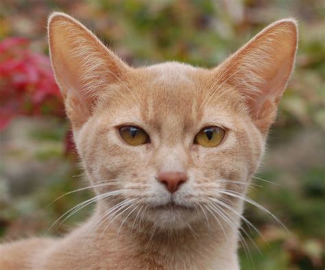 Encyclopedia of Cats Breed: Fawn Abyssinian Cat