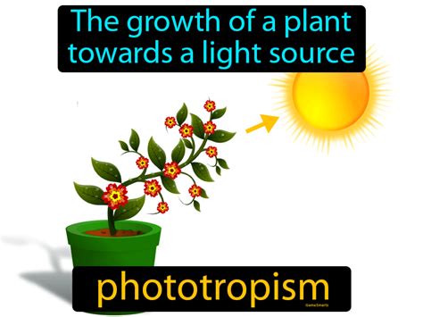 Phototropism - Easy to Understand Definition