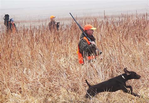 Phenomenal South Dakota Pheasant Hunt - MidWest Outdoors