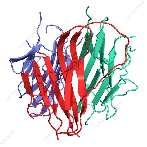 Adiponectin hormone molecule - Stock Image - C003/2253 - Science Photo Library