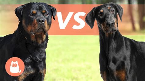 Rottweiler VS Doberman Pinscher 🐶 Which is Best for You? - YouTube