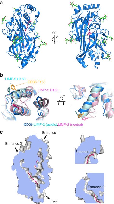 The structure of CD36 and its binding of fatty acids. (a) The structure... | Download Scientific ...