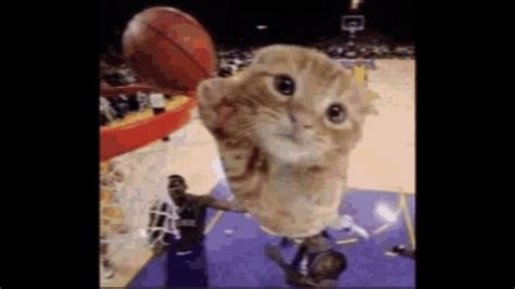 Cat Playing Basketball Ballin GIF - Cat Playing Basketball Ballin - Discover & Share GIFs