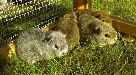 REX GUINEA PIG BABIES | in Eastbourne, East Sussex | Gumtree