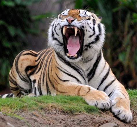 Mike the Tiger | Tiger, Tiger pictures, Lsu mascot