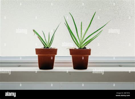 Aloe vera plants in bathroom. Background with free space Stock Photo - Alamy