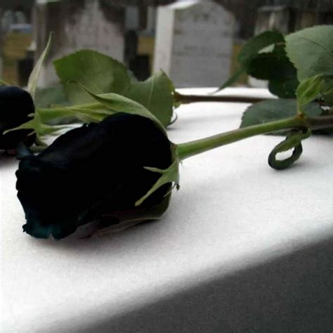 Black Rose Seeds Rare - Price €2.50