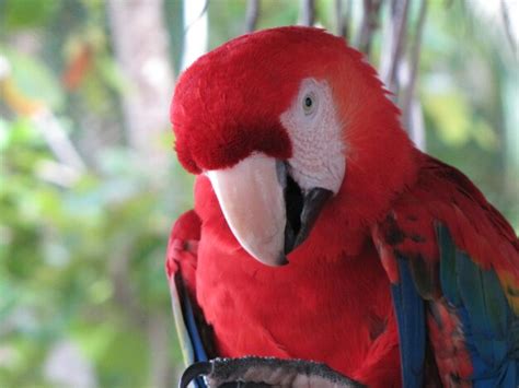 Premium Photo | Close-up of scarlet macaw