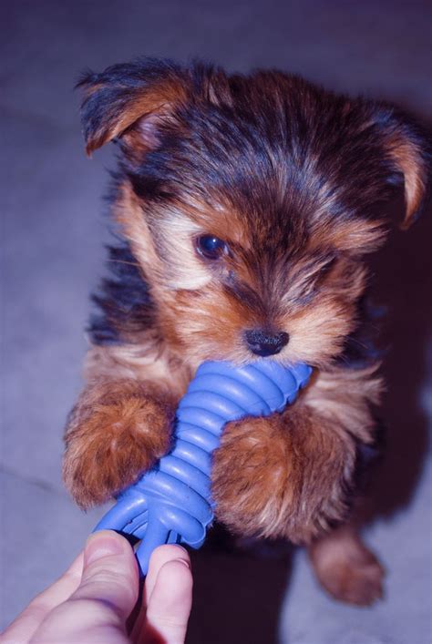 My little dog - www.willow-dog.blogspot.fr - really cute. | Puppies and kitties, Little dogs ...