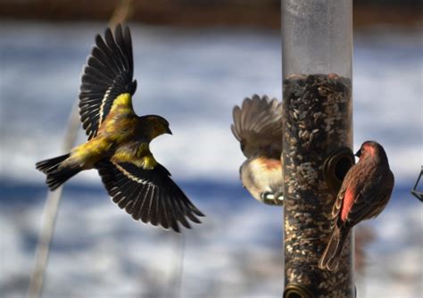 Goldfinch - FeederWatch