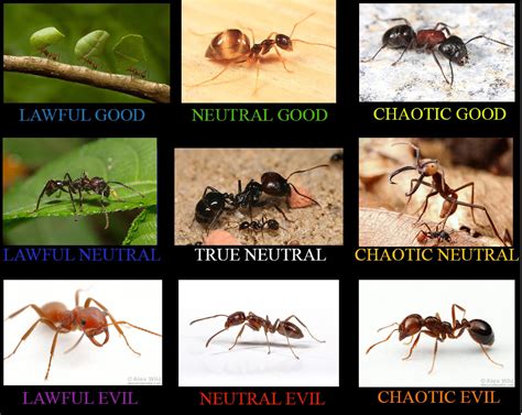 I made a d&d alignment chart on ants! : r/ants