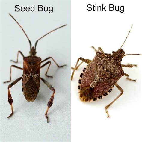 The Conifer Seed Bug: Identify, Prevent, and Remove - Plant for Success