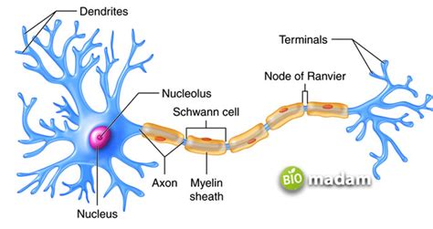 Function of Axon Terminal - biomadam