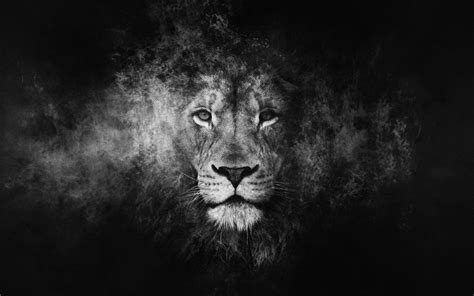 Black Lion 4k Wallpapers - Wallpaper Cave