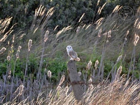 Barn Owls in their habitat - The Barn Owl Trust