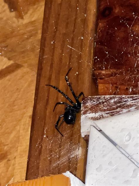 Is this a black widow? North Carolina USA : r/spiders