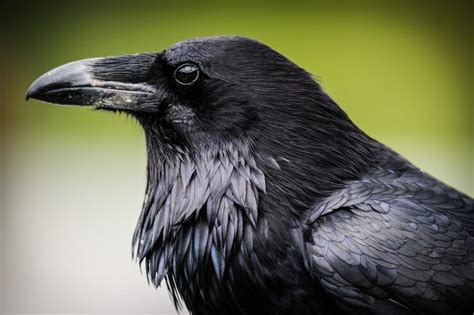 Crow Symbolism | Crow Meaning | Myths and Legends About the Crow | by ...