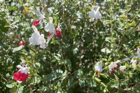 Salvia Microphylla. Nature and Flower Concept. Stock Photo - Image of ...