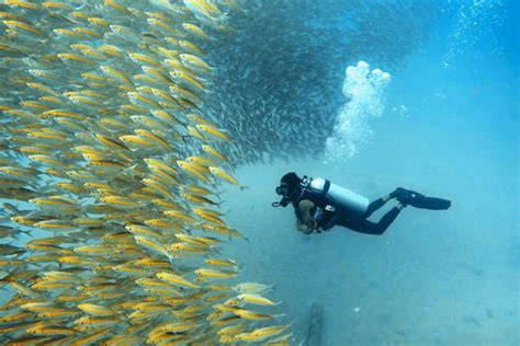 Pulau Tioman Snorkeling Price - kampongtioman