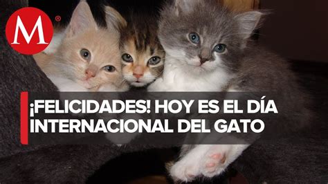 Día Internacional del Gato: ¿Por qué se celebra tres veces al año a los ...