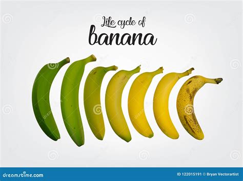 Life Cycle Of Banana Stock Image | CartoonDealer.com #122015191