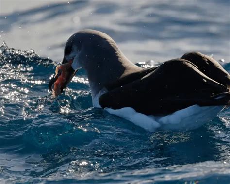 Grey-headed albatross - Facts, Diet, Habitat & Pictures on Animalia.bio