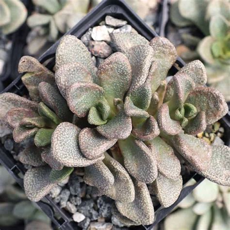 80+ Best Mini Succulents to Grow in Any Apartment