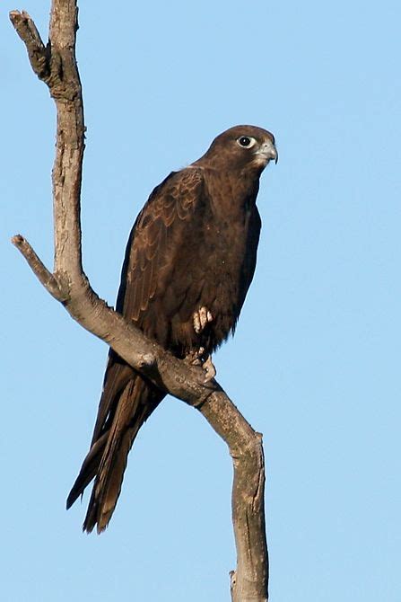 Australian Black falcon | Birds of australia, Pet birds, Birds