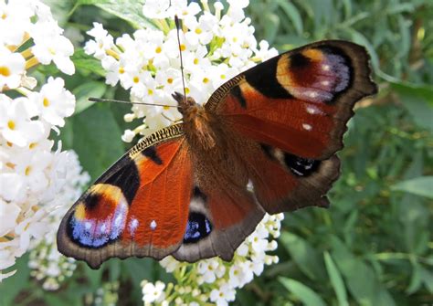 sconzani: England: some common butterflies